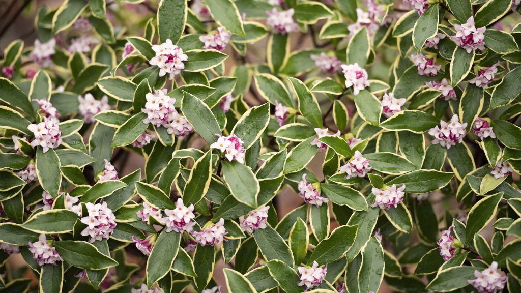 Daphne odora 'Aureomarginata'