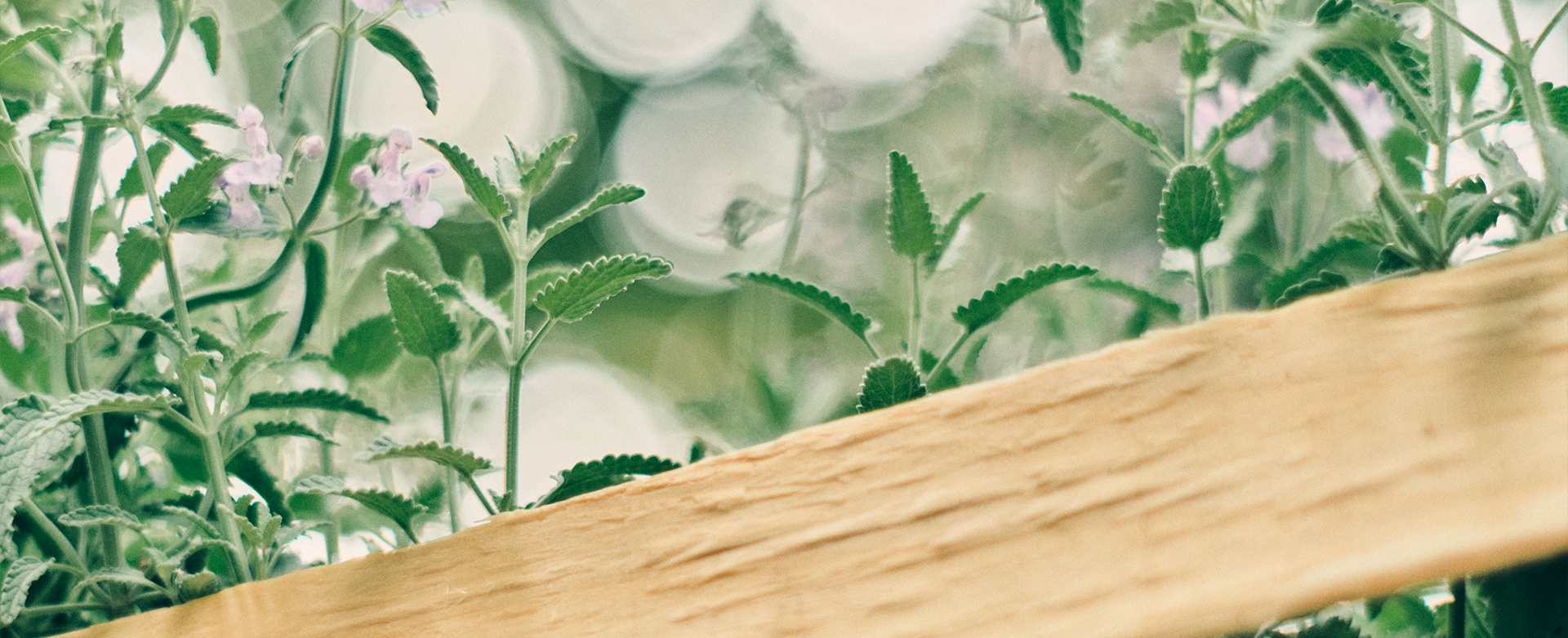 A Orticolario 2025 con (Sub)erbe